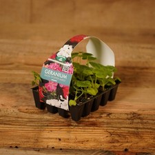 Plug Plants Geranium