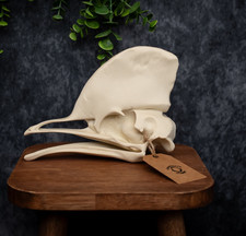 Cassowary Skull Replica –
