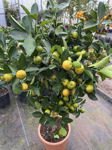 Citrus orange calamondin - citrus,