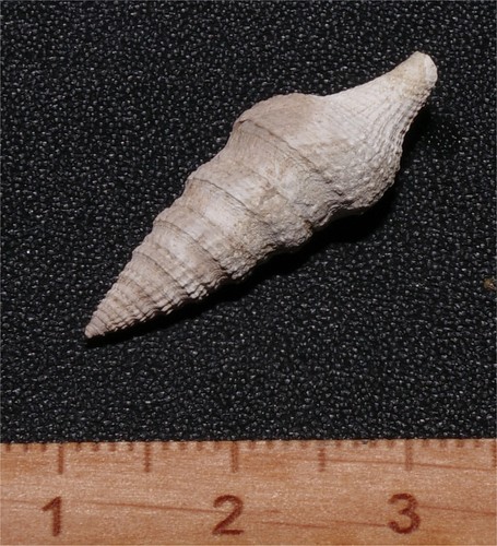 Exceptional large eocene - exceptional,