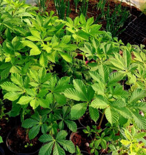 Horse chestnut (conker) trees