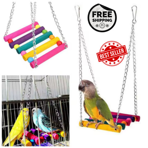 Pet bird parrot parakeet - parrot,
