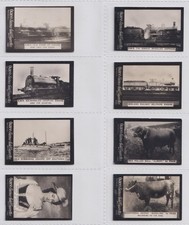 Cigarette Cards - Guinea Gold