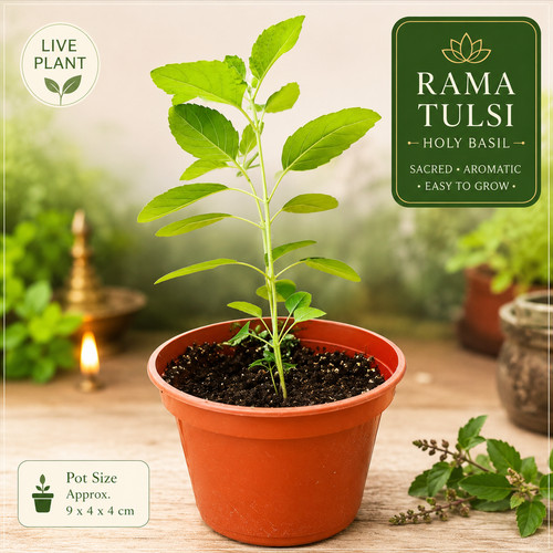 Rama tulsi plant - tulsi,