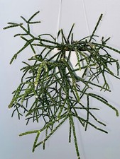 x 5 Fresh Unrooted Cuttings |