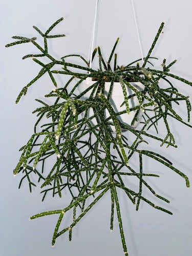 Fresh unrooted cuttings - unrooted,