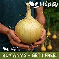 Onion Ailsa Craig - 200 Seeds