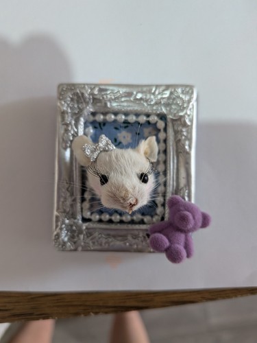 Taxidermy framed mouse head - framed,