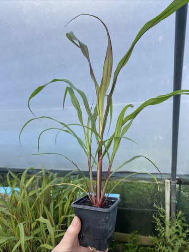 Millet grass purple - grass,