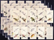 Godfrey Phillips BIRD PAINTING 1930 Set Of 50 *VG Condition*