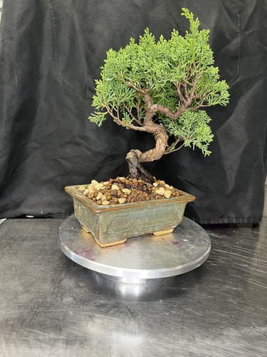 Japanese itoigawa shimpaku - itoigawa,