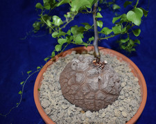 Dioscorea Elephantipes , elephant foot, FAT plant , Caudex, cactus & succulent
