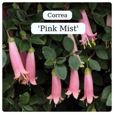 CORREA    PINK MIST   .AUSTRALIAN FUCHSIA,RARE EVERGREEN  9cms  pot