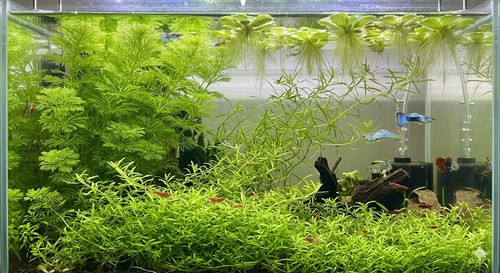 Shrimp fry breeding - shrimp,