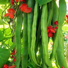 RUNNER BEANS "Fire Storm" |