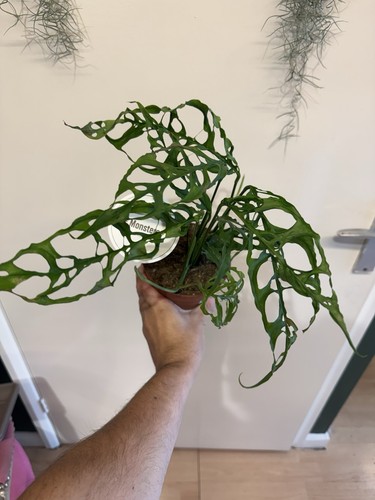 Monstera obliqua peru - obliqua, 12
