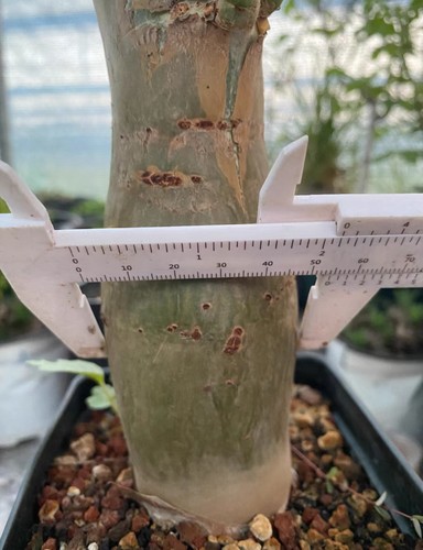 Rare live house plant - rare,