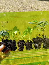 Grow your own salad -  2