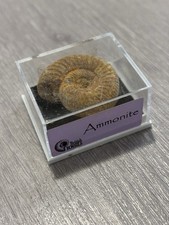 British fossils - Ammonite