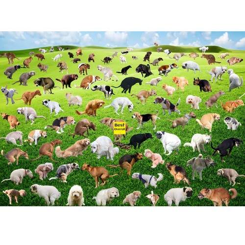 1000 pieces puzzles for - 1000,