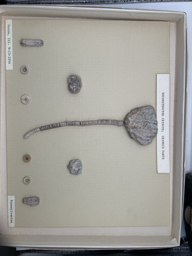 1954 reconstructed crinoid