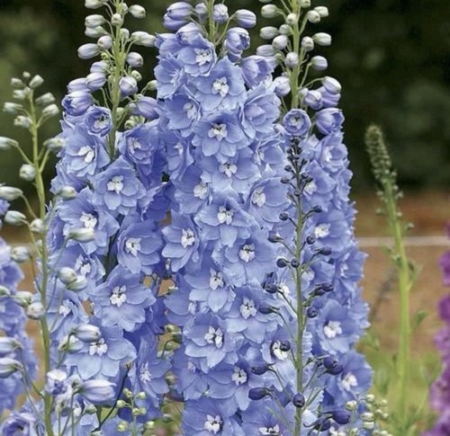 Delphinium dwarf magic - dwarf,