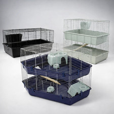 Rabbit guinea pig indoor pet - rabbit,