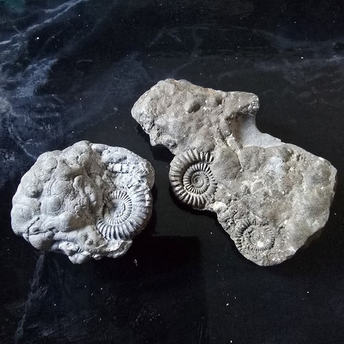 Pyrite multi ammonite fossils - multi-ammonite,