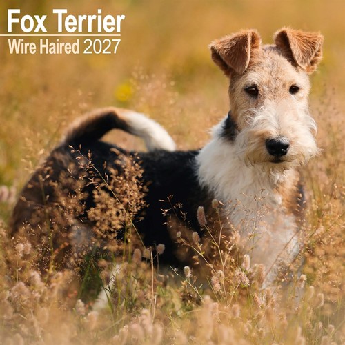 Wire haired fox - wire,
