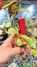 Nepenthes Clipeata Seed grown , rare pitcher plant , Sale plant 5