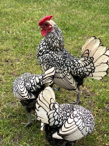 Silver sebright bantam - silver,