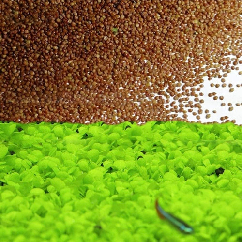 Grass seeds fast - grass,