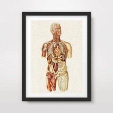 HUMAN ANATOMY MEDICAL DIAGRAM