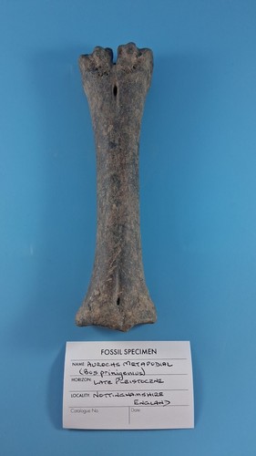 Aurochs fosilised bone - fosilised, bone,
