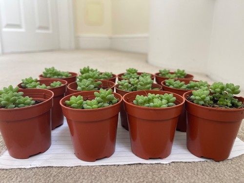 Sedum morganianum burrito - sedum,