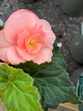 Six Trailing Hardy Salmon