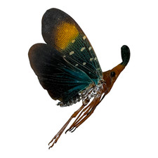Lanterfly (Pyrops gunjii)