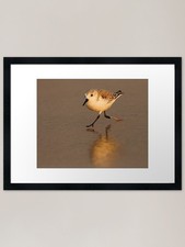 Sandpiper Running on Beach