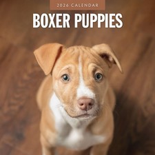 Boxer Puppies 2026 Square Wall