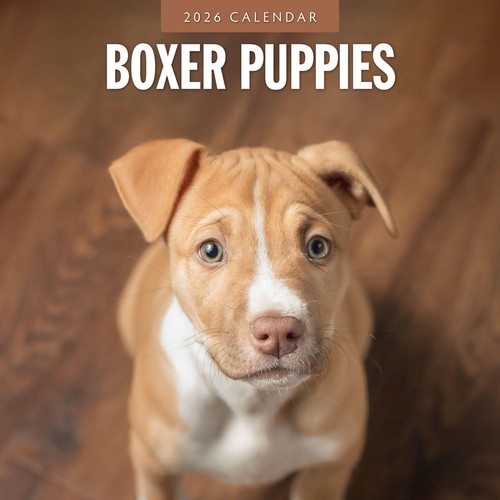 Boxer puppies 2026 square - puppies, wall