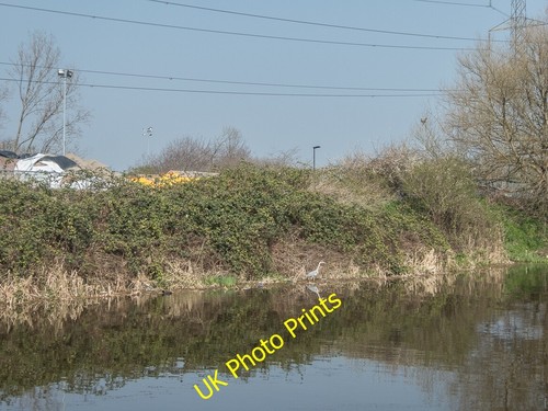 Photo 12x8 heron river lee - 12x8,