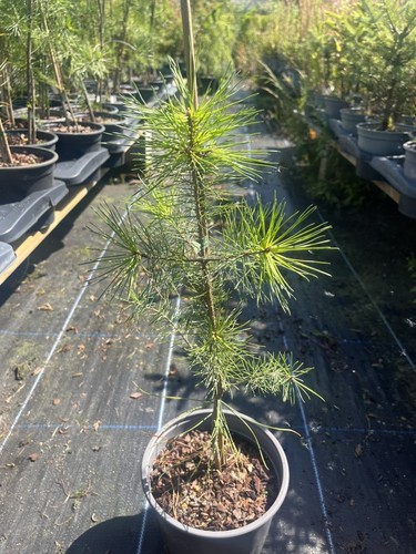 Scots pine pinus sylvestris - pine,