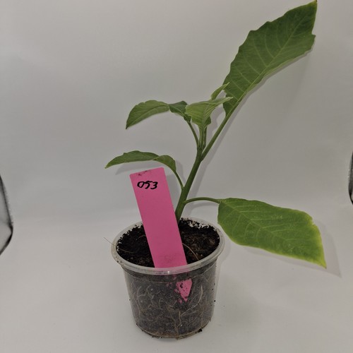 Pink brugmansia rooted plant - rooted,