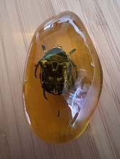 Insect Amber Resin