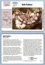 Ball Python #8.14 - Reptiles - Grolier Wildlife Adventure Card