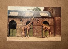 At the Zoo Series I Oilette