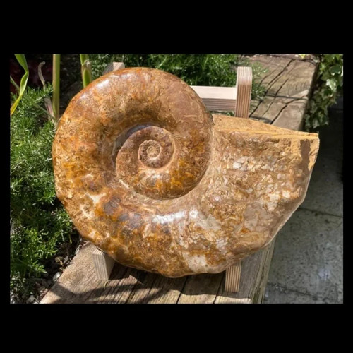 Large display ammonite from - display,