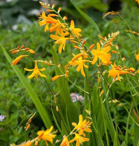Crocosmia george - x,