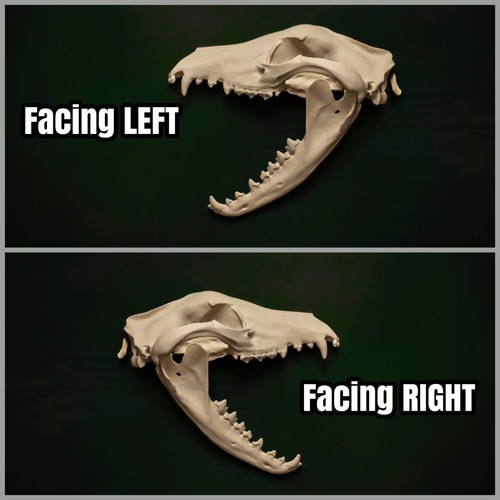 Thylacine skull wall art - thylacine,