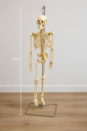 97cm articulated human - articulated,